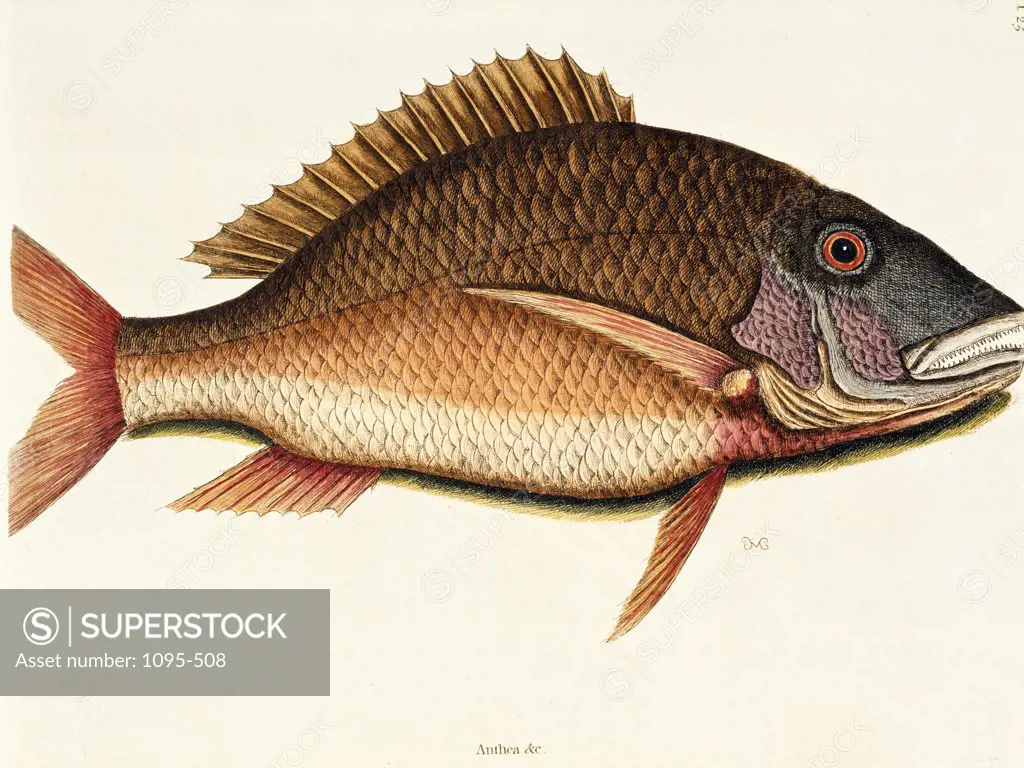 Mutton Fish,  illustration from Natural History of Carolina,  Florida,  & Bahamas by Mark Catesby,  (1679-1749),  Chicago,  Newberry Library