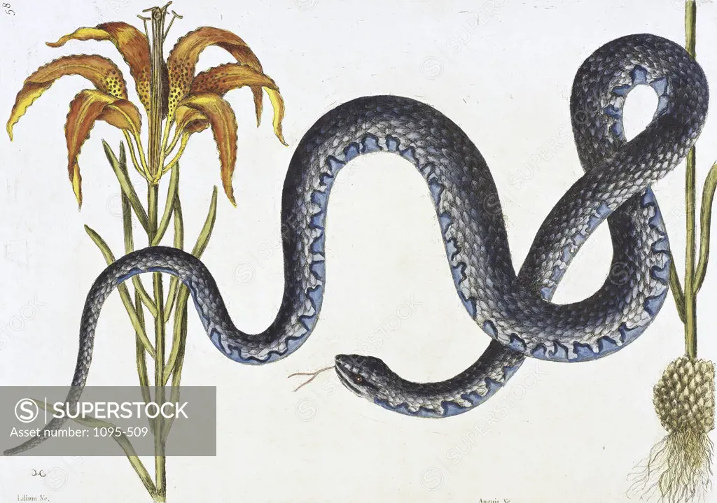 Anguis, The Wampus Snake Natural History of Carolina, Florida & Bahamas Mark Catesby (1679-1749/British) Newberry Library, Chicago, Illinois, USA