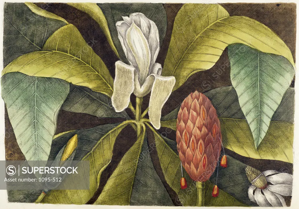 Magnolia  Natural History Of Carolina, Florida & Bahamas Mark Catesby (1679-1749/British)  Illustration Newberry Library, Chicago 