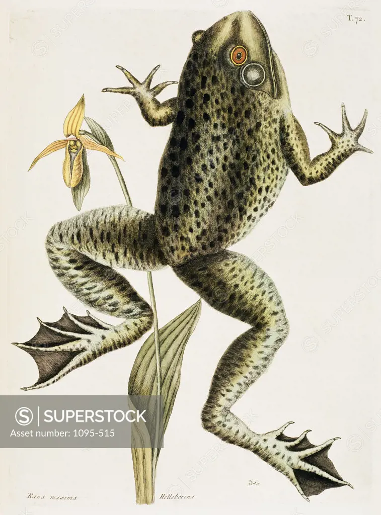 Bull Frog Natural History of Carolina, Florida, Bahamas 1754 Mark Catesby (1679-1749 British) Illustration 