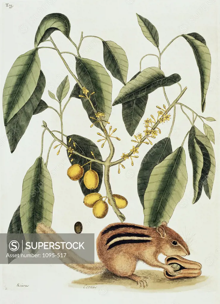 Ground Squirrel Natural History Of Carolina, Florida & Bahamas 1754 Mark Catesby (1679-1749 British) Illustration Newberry Library, Chicago, Illinois, USA