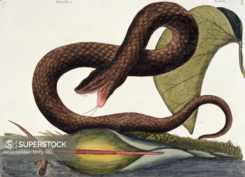 Viper Fusca,  by Mark Catesby,  (1679-1749),  USA,  Illinois,  Chicago,  Newberry Library