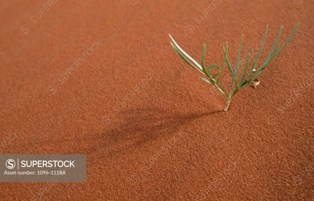 High angle view of a plant in the desert