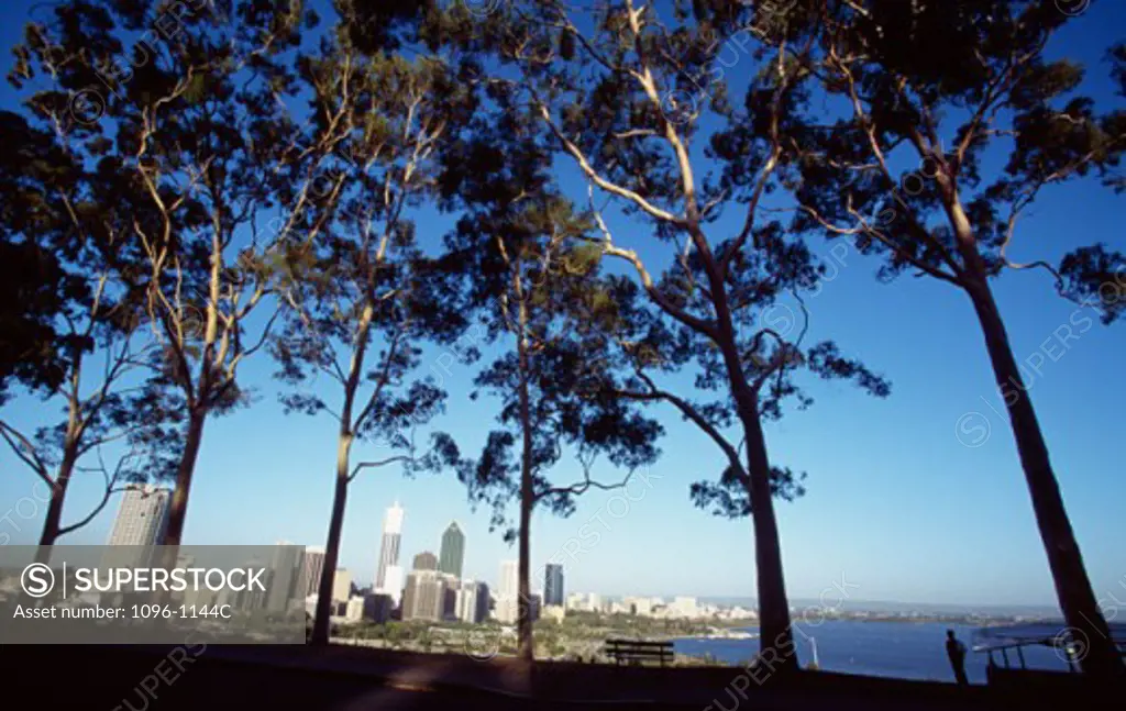 Low angle view of trees, Perth, Australia