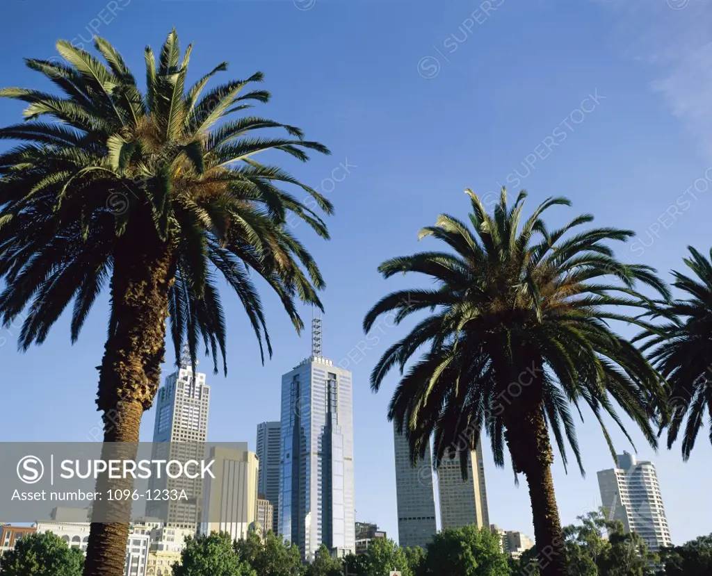 Palm trees in a city, Melbourne, Australia