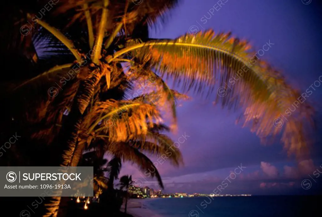 Palm trees on Cancun Beach, Cancun, Mexico