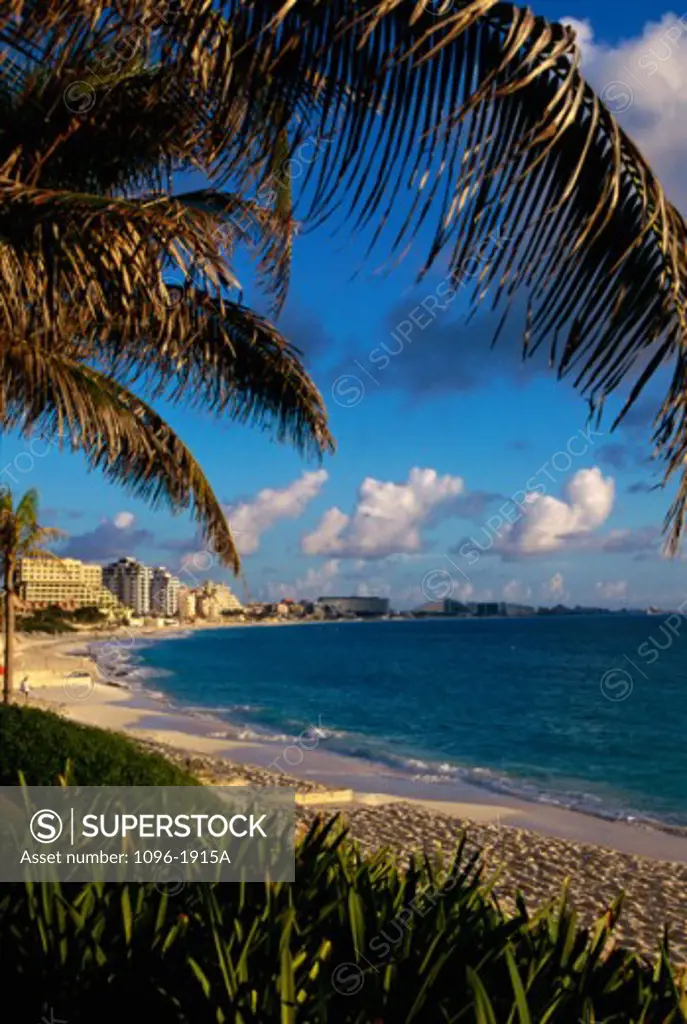 Palm trees on Cancun Beach, Cancun, Mexico