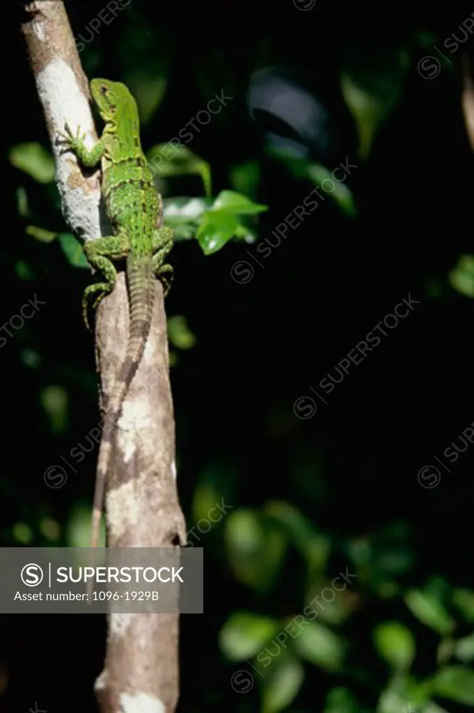 Close-up of an iguana on a tree branch