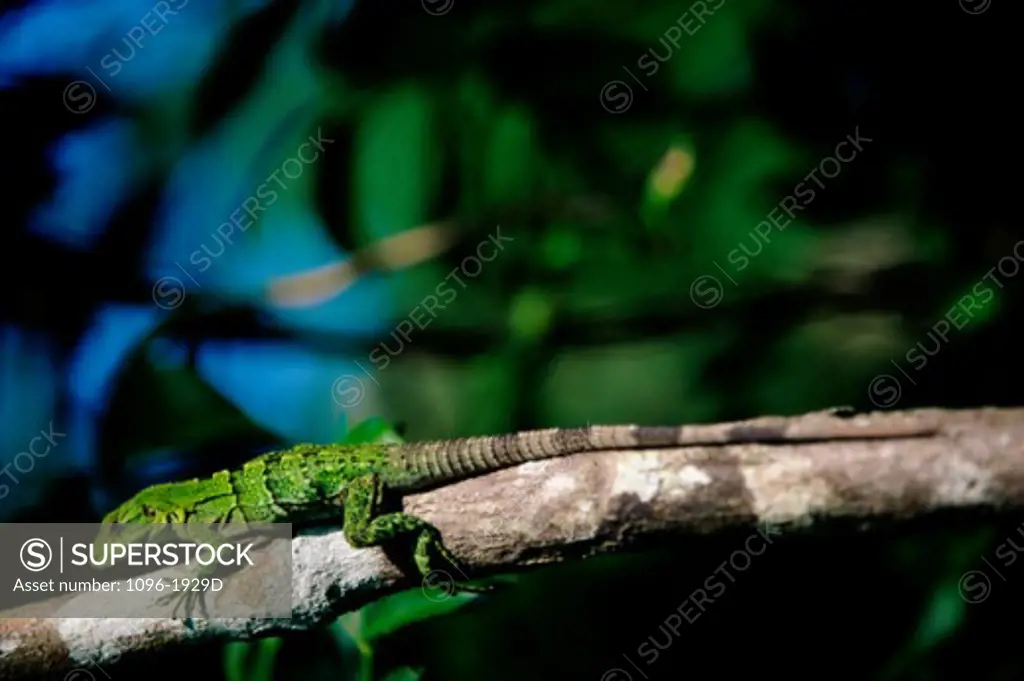 Close-up of an iguana on a tree branch