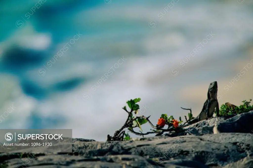 Iguana on a rock