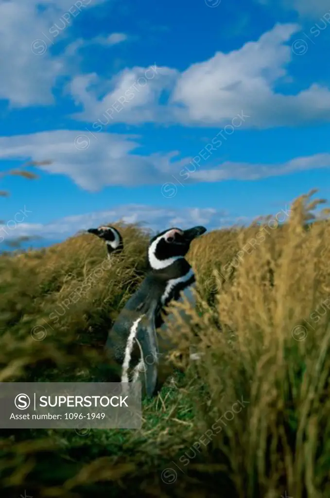Magellanic Penguins in a grassy field, Chile