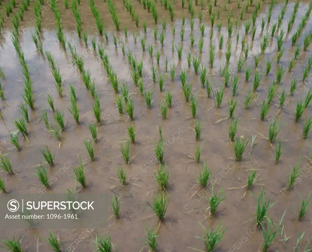 Rice growing in a field, Bali, Indonesia