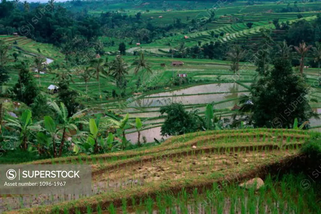 Rice terraces in Bali, Indonesia