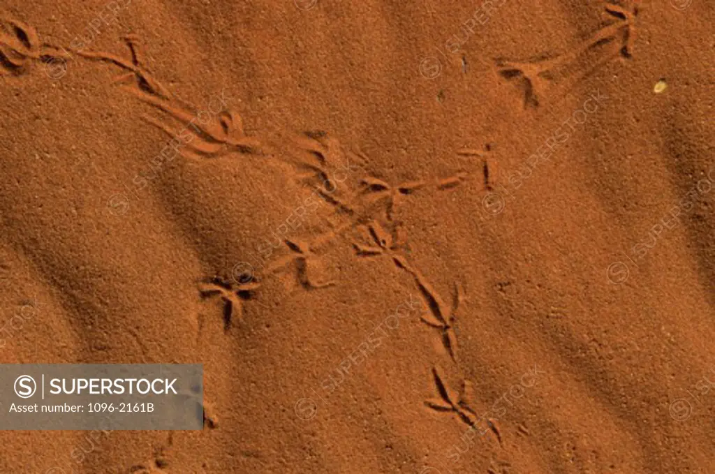 Close-up of bird tracks on the sand