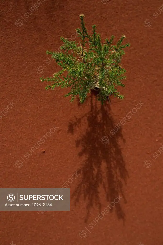 High angle view of a plant in the desert