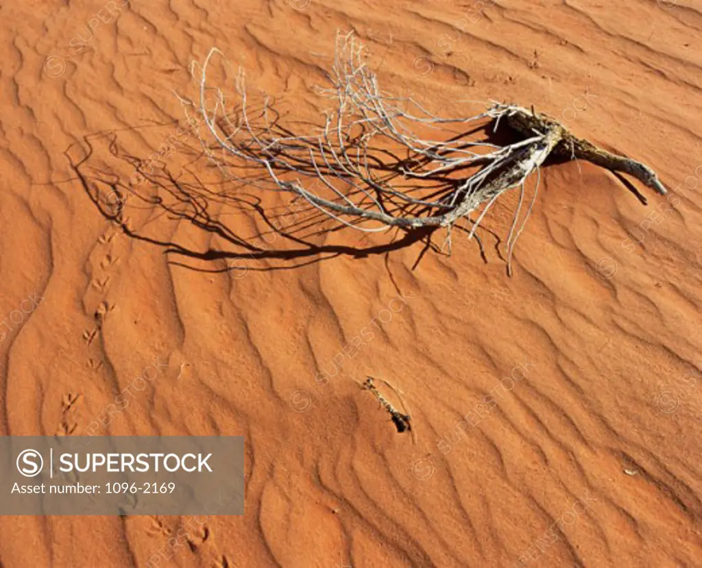 High angle view of a dried plant in the sand