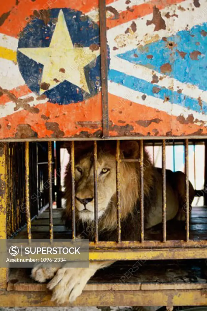 Lion Jaipur India