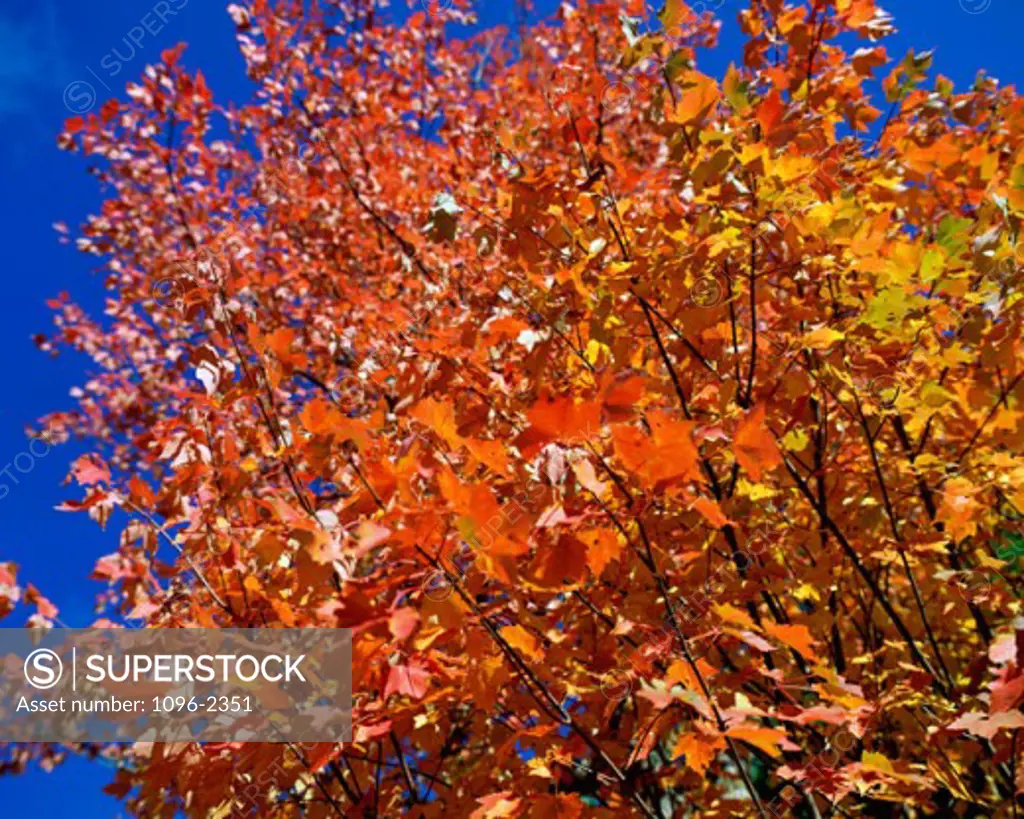 Low angle view of autumn leaves on a tree