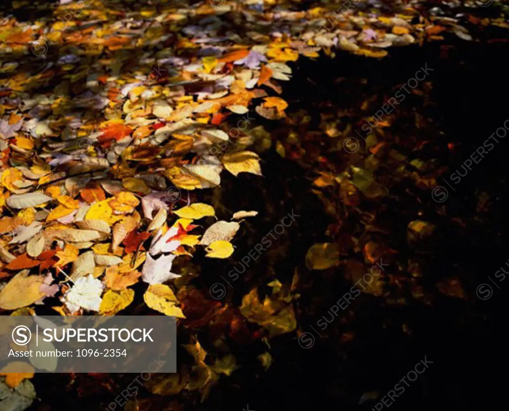 Dry leaves floating on water