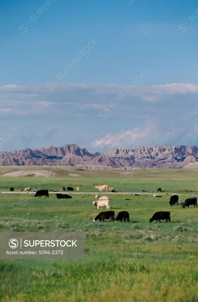 Cattle grazing in a field, Badlands National Park, South Dakota, USA