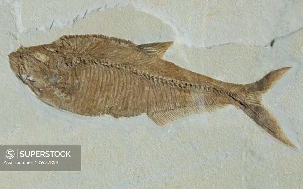 Close-up of the fossil of a fish