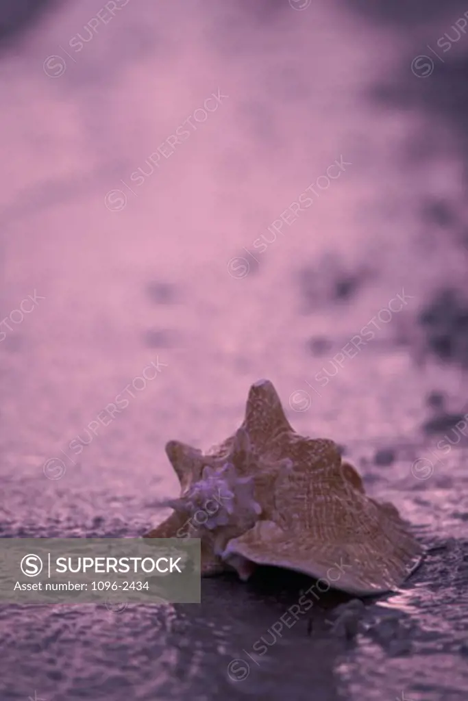 Conch shell on the beach