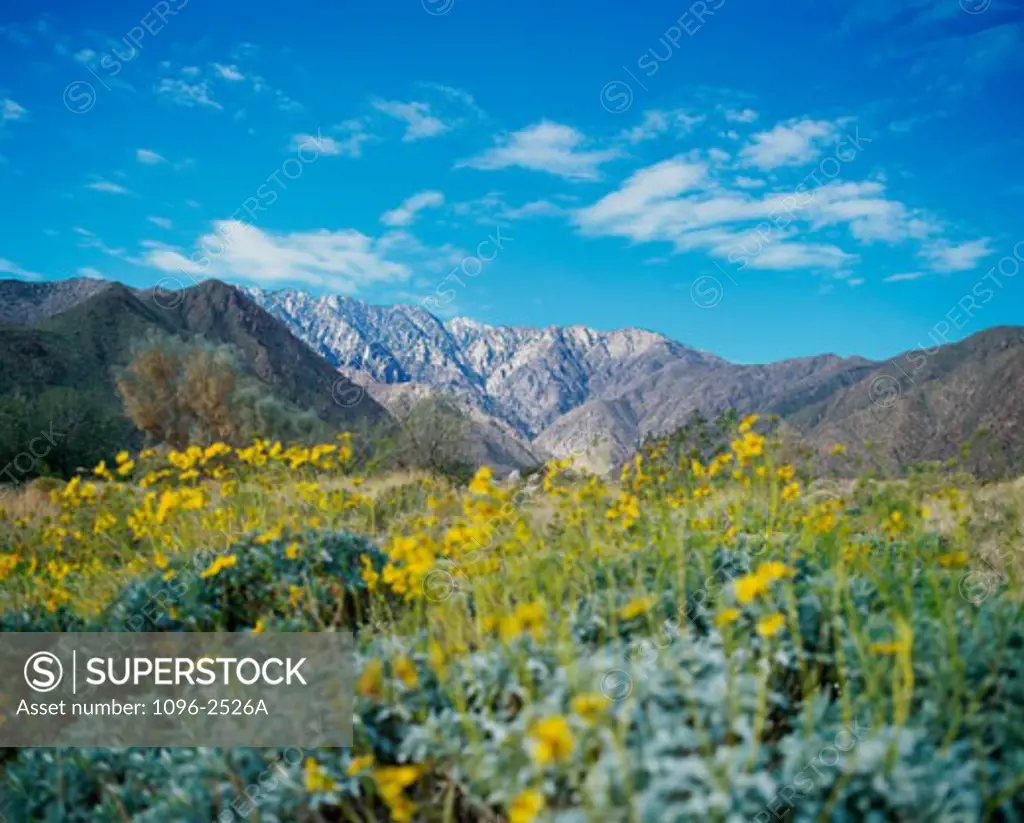 Panoramic view of a landscape, Palm Springs, California, USA