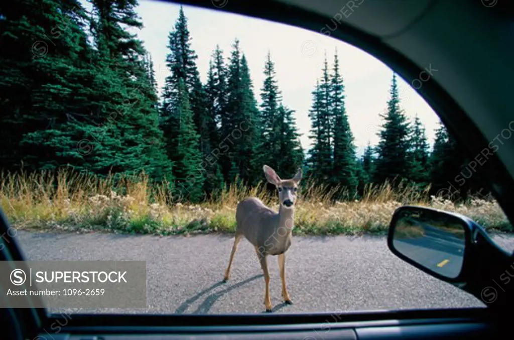 Mule Deer near a car (Odocoileus hemionus