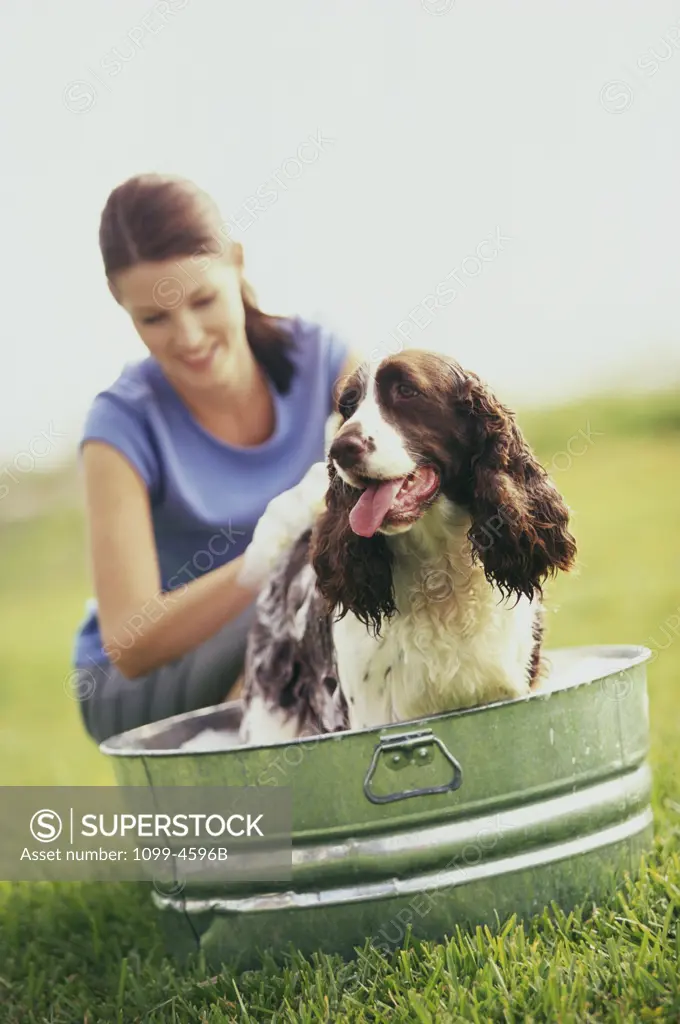 Young woman washing a dog on a lawn