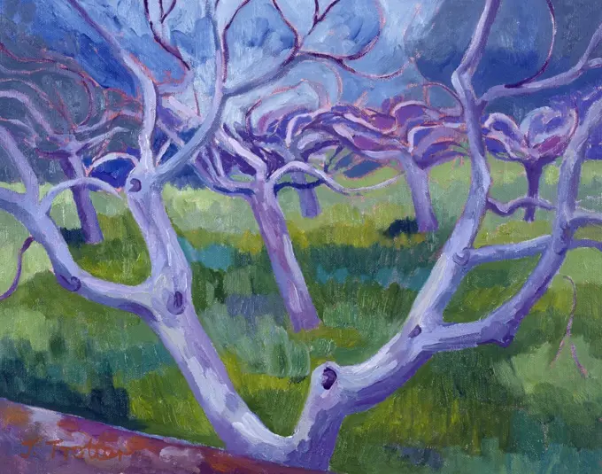 Fig Trees by Josephine Trotter,  1997 (b.1940/British)
