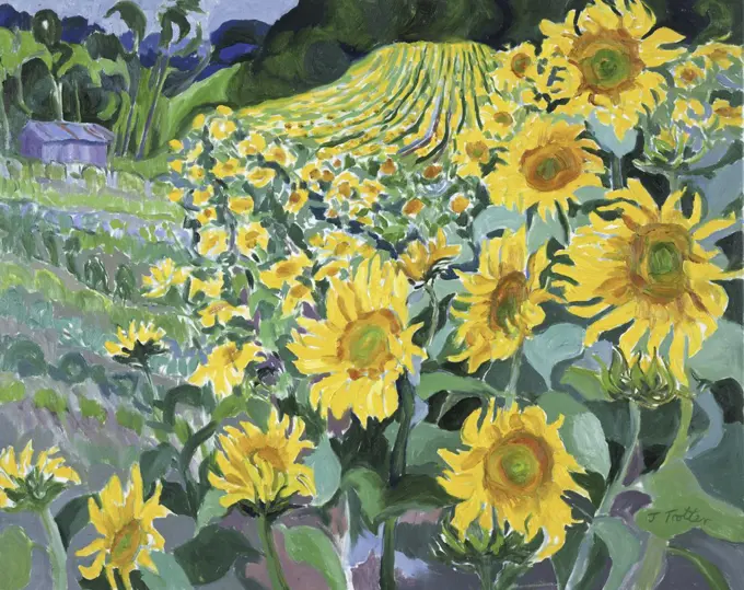 Sunflowers, Provence Josephine Trotter (b.1940/British)