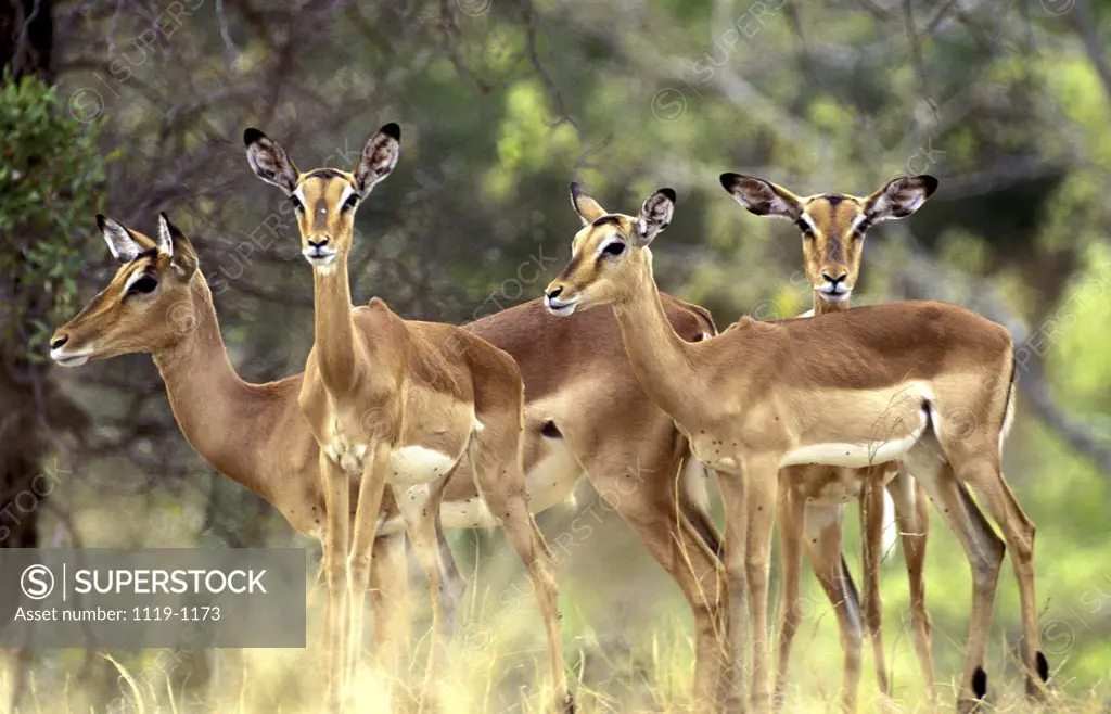Herd of Antelopes, Tanzania