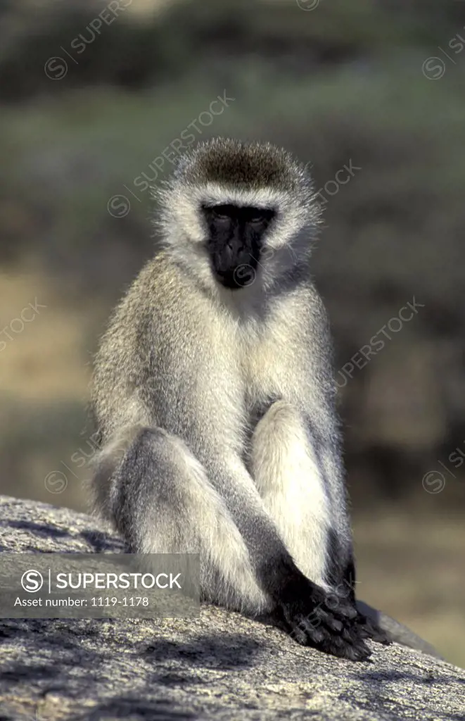 Monkey Tanzania   