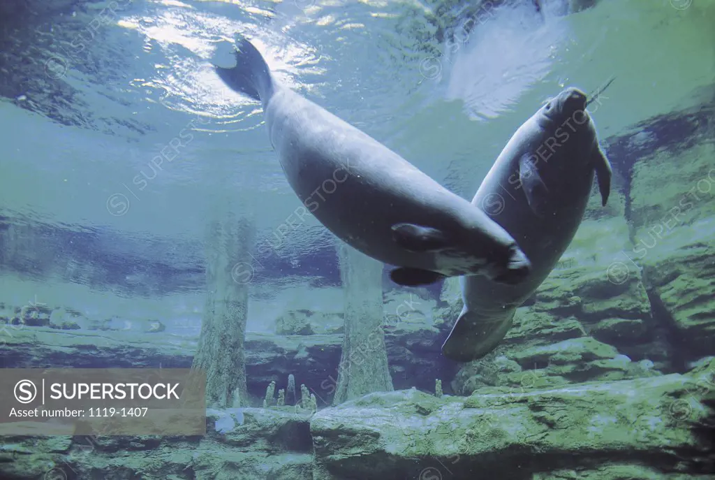 Manatees swimming in the sea, Florida, USA