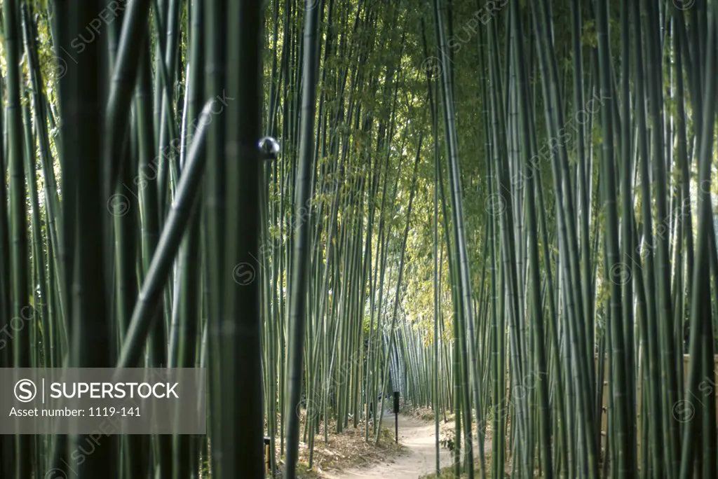 Bamboo Forest  Ginkakuji Temple  Kyoto  Japan