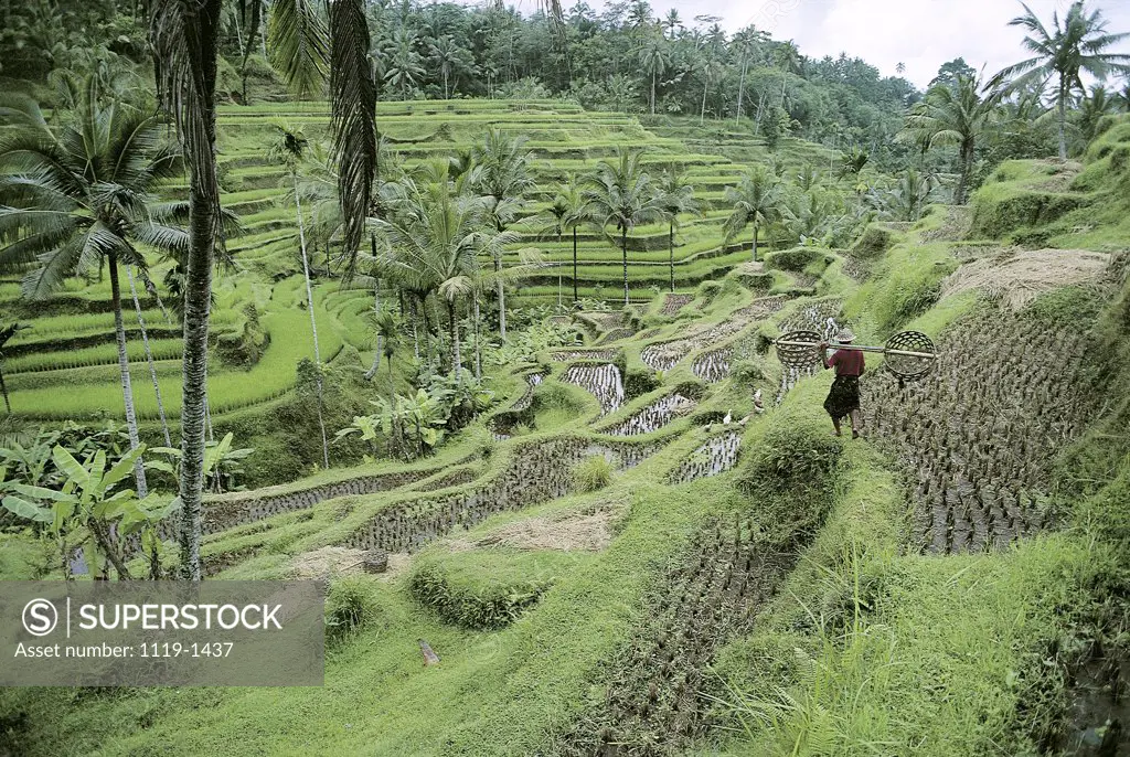 Rice Terraces Near Ubud Bali Indonesia 