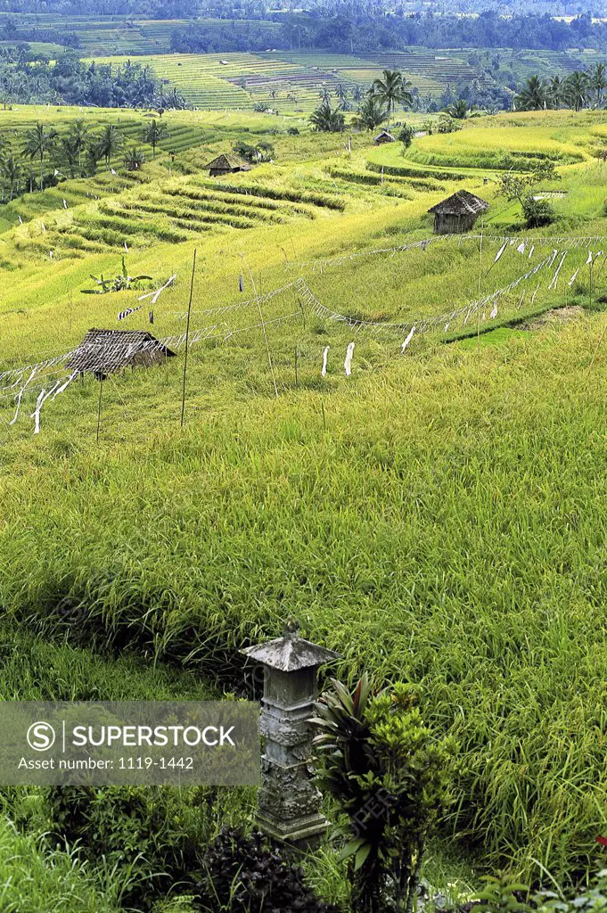 Rice Terraces Bali Indonesia  