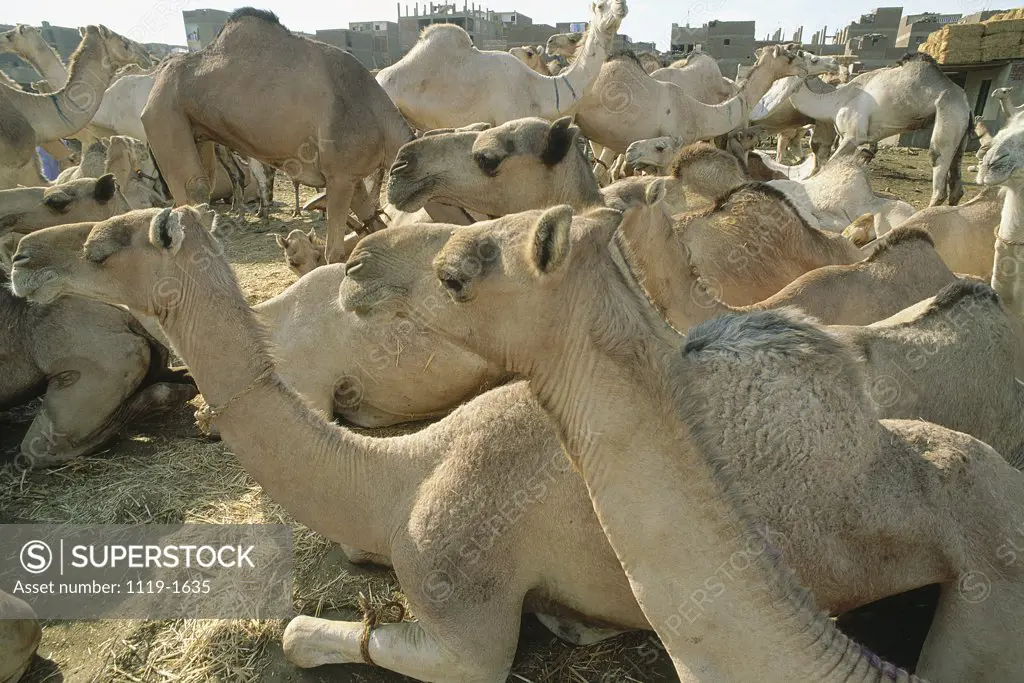 A herd of camels, Cairo, Egypt