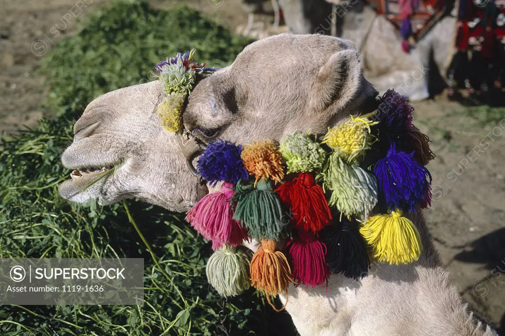 Head decoration on a Camel