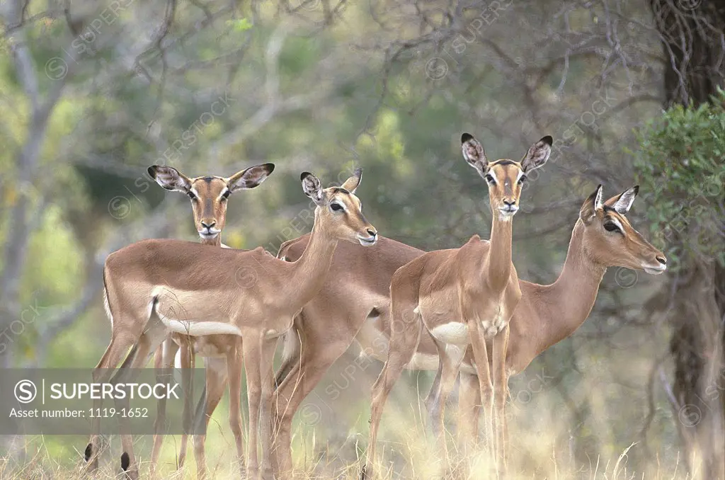 Four antelope standing in a forest, Tanzania