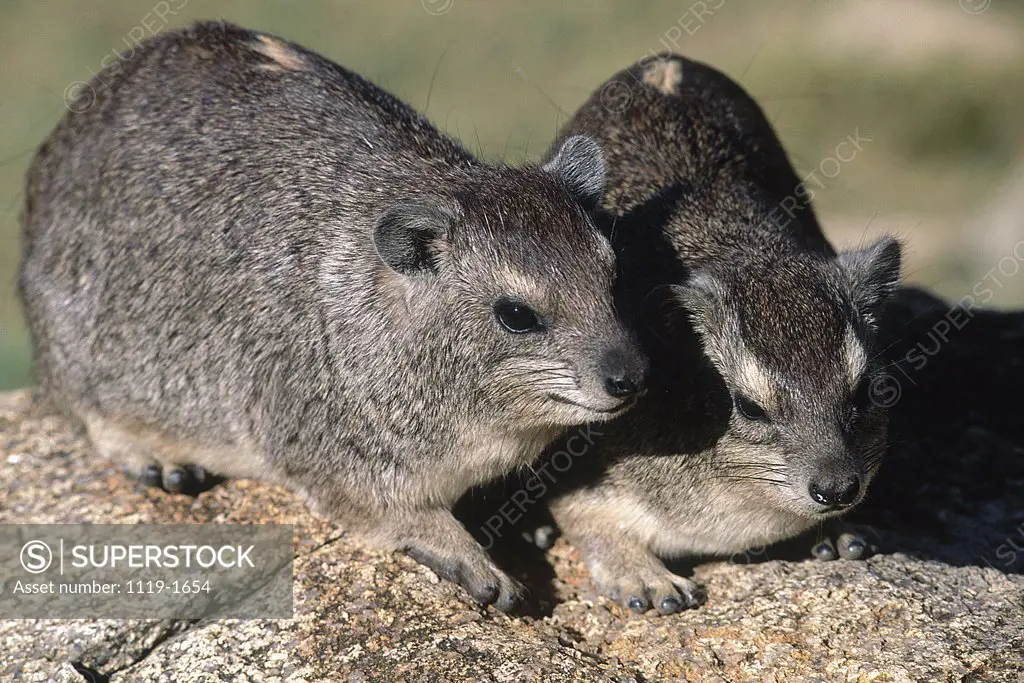 Close-up of a pair of hyraxes on a rock