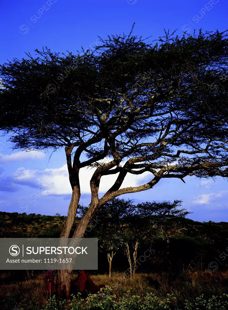 Trees on a landscape, Serengeti National Park, Tanzania