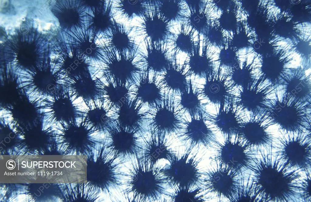 Close-up of a group of Sea Urchins