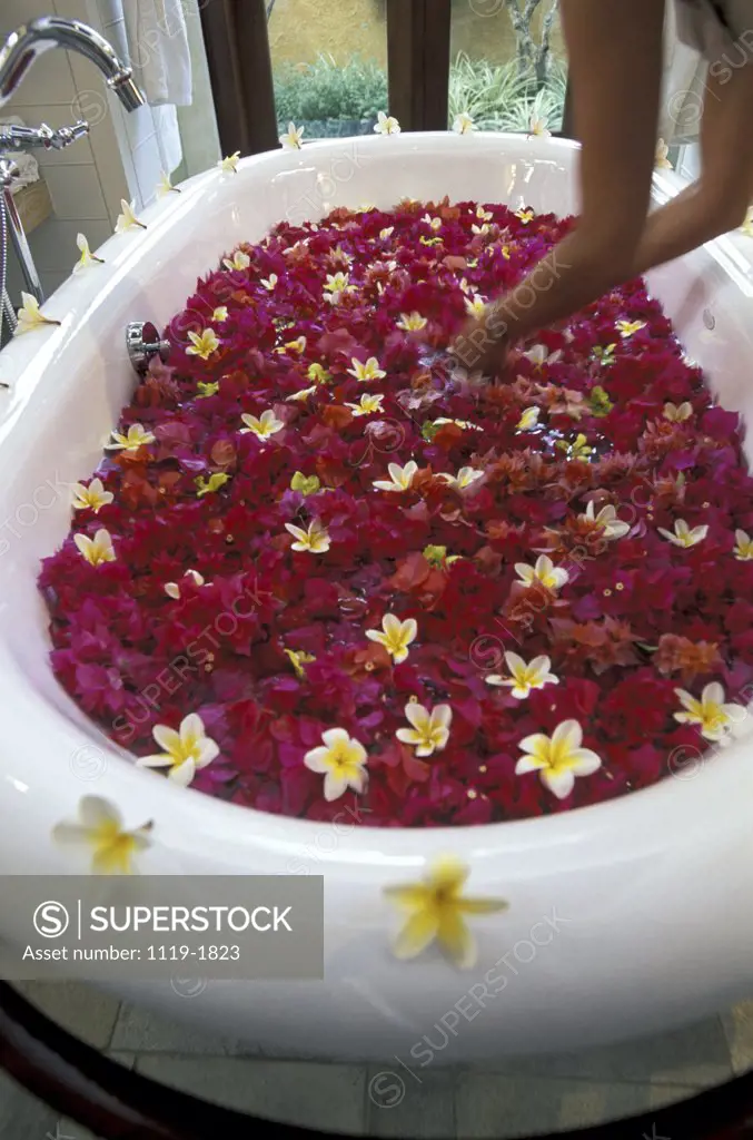 High angle view of flowers in a bathtub