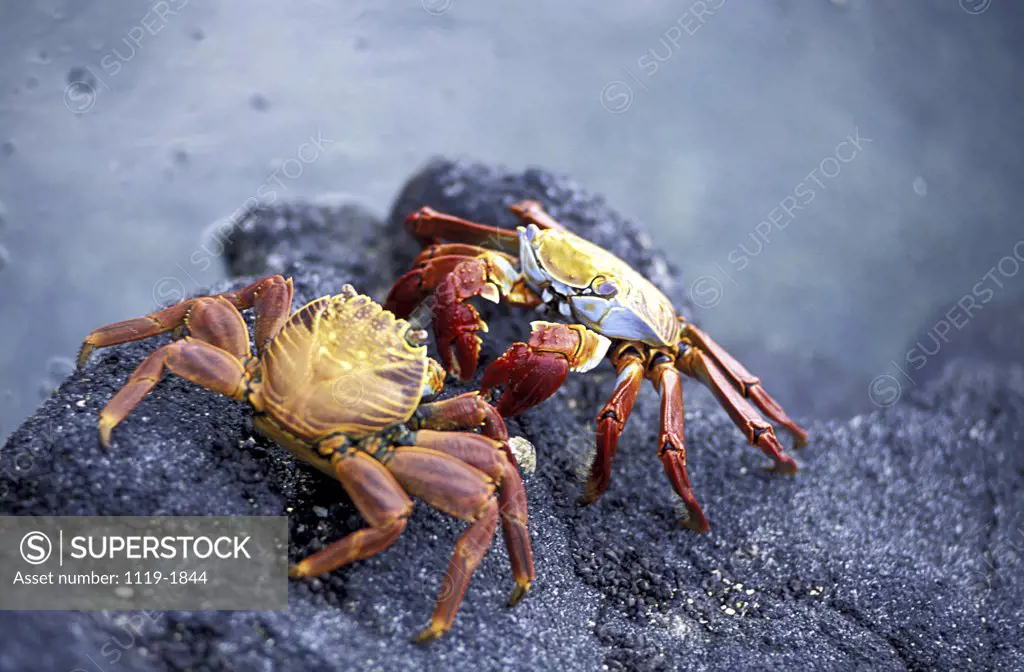 Two crabs on a rock, Galapagos Islands, Ecuador