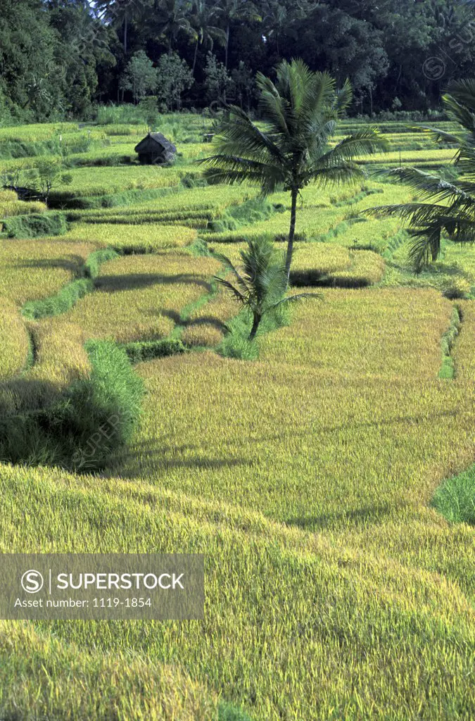 High angle view of rice fields, Bali, Indonesia