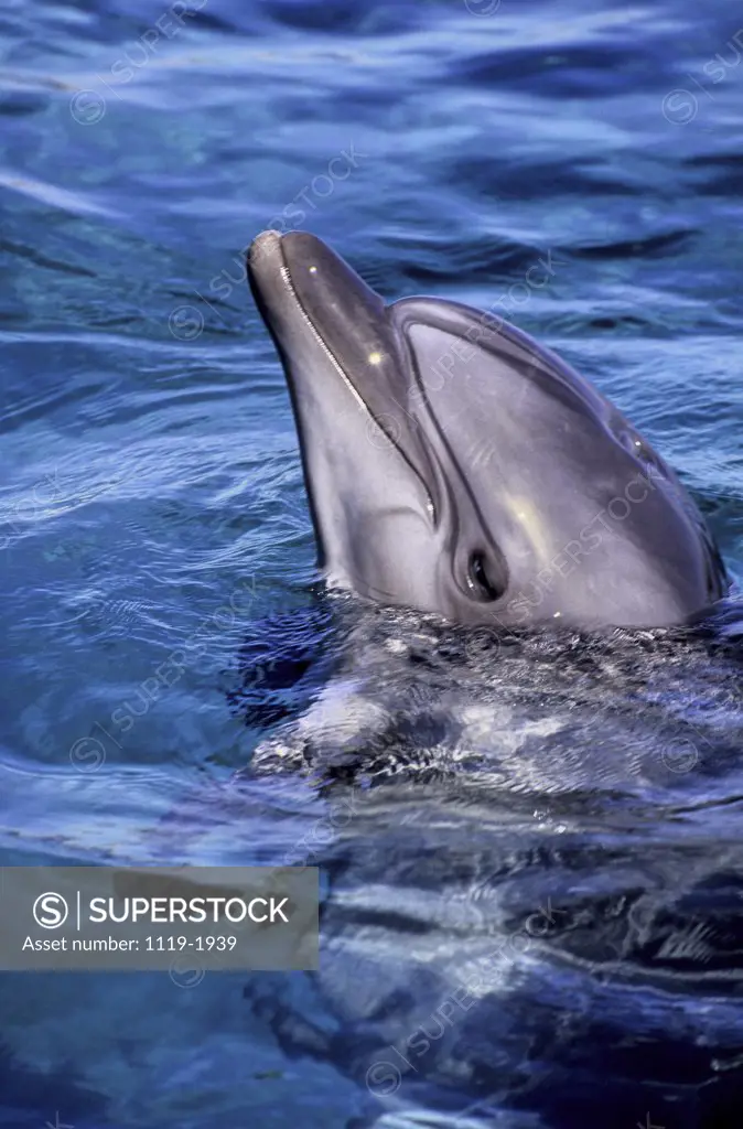 High angle view of a dolphin in water (Coryphaena hipparus)