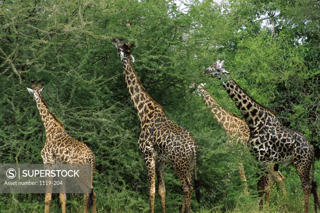 Giraffes  Serengeti National Park  Tanzania