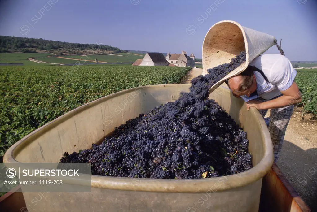 Grape Harvesting Vougeot  France
