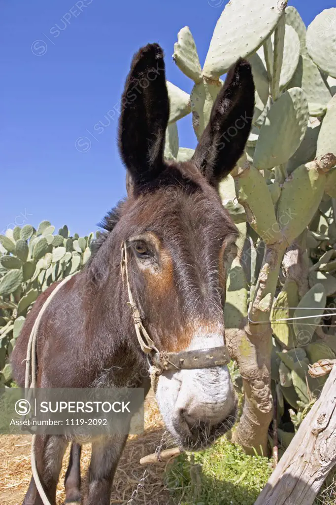 Close-up of a donkey, Sicily, Italy